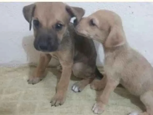 Cachorro ra a viralata idade Abaixo de 2 meses nome sem nome