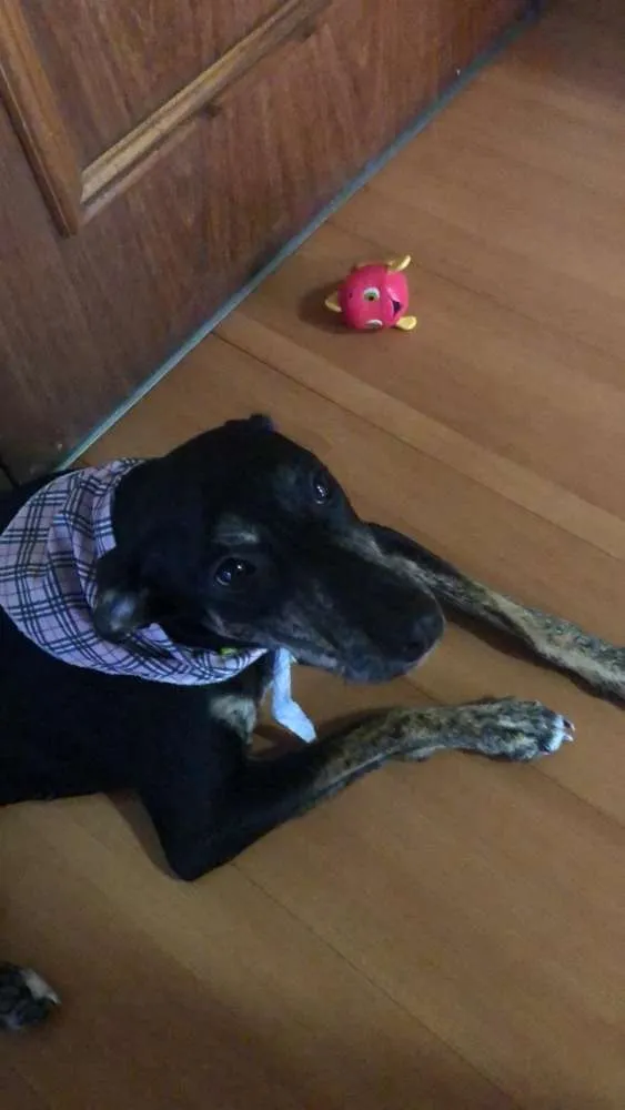 Cachorro ra a SRD idade 7 a 11 meses nome Cacau