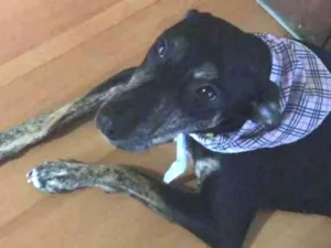 Cachorro raça SRD idade 7 a 11 meses nome Cacau