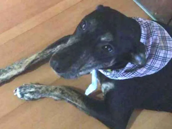 Cachorro ra a SRD idade 7 a 11 meses nome Cacau