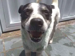 Cachorro raça SRD idade 2 anos nome Billy