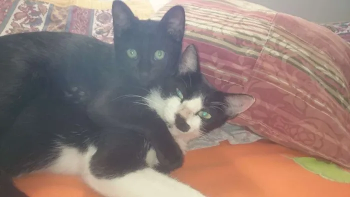 Gato raça SRD idade 2 anos nome Mel