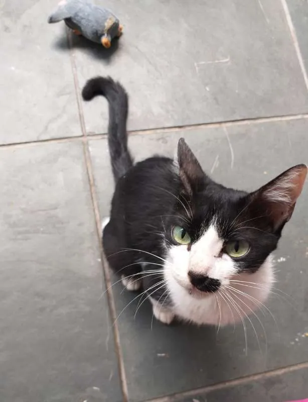 Gato raça SRD idade 2 anos nome Mel