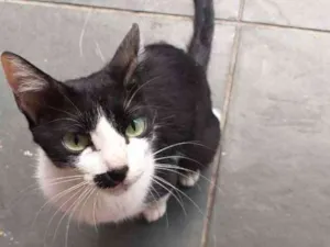 Gato raça SRD idade 2 anos nome Mel