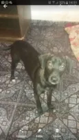Lola