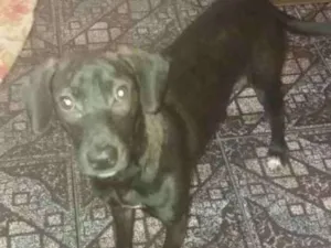 Cachorro raça Srd idade 2 anos nome Lola