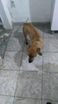Pipoca