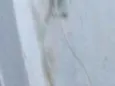 Pipoca