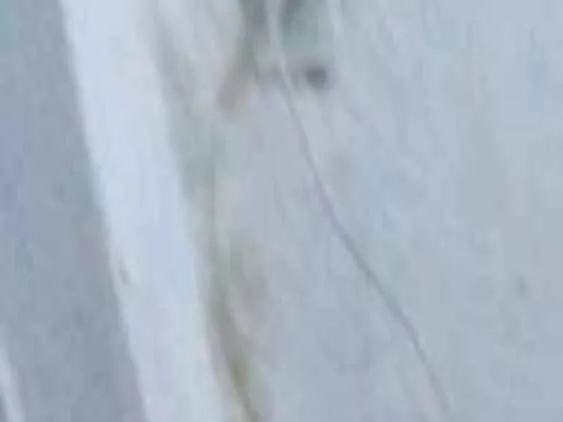 Cachorro ra a Salchichaõ idade 1 ano nome Pipoca