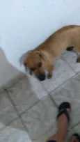Pipoca