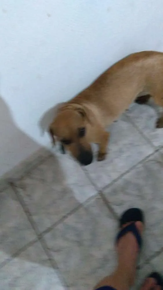 Cachorro ra a Salchichaõ idade 1 ano nome Pipoca