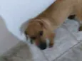 Pipoca