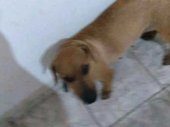 Cachorro ra a Salchichaõ idade 1 ano nome Pipoca