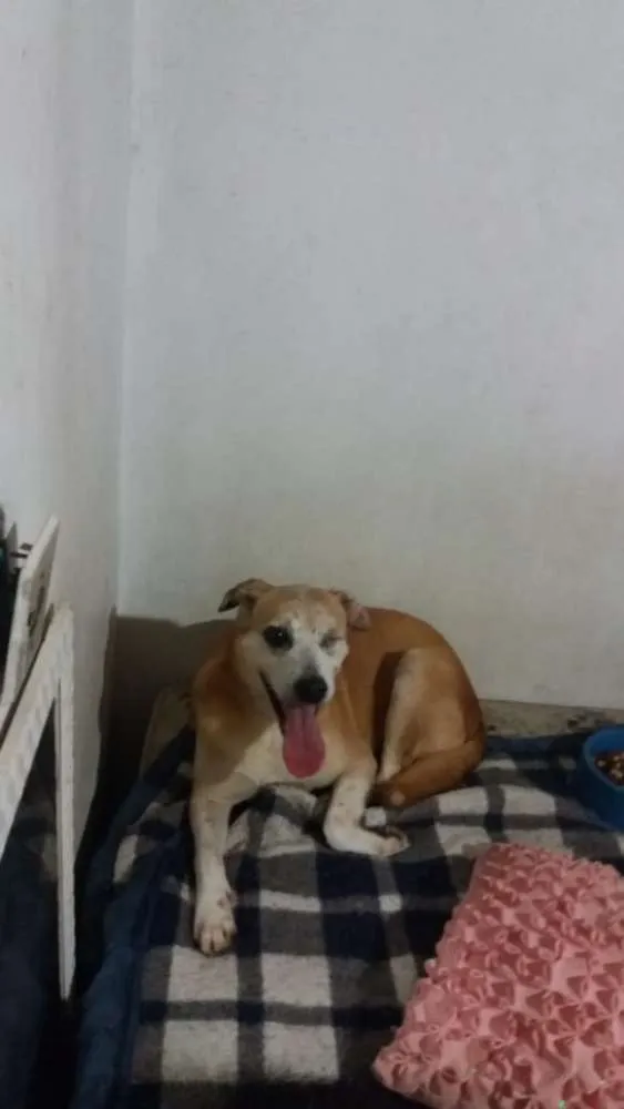 Cachorro ra a Srd idade 6 ou mais anos nome Fred