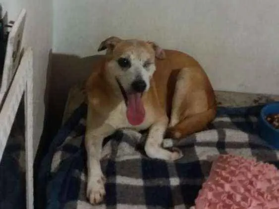 Cachorro ra a Srd idade 6 ou mais anos nome Fred