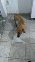Pipoca