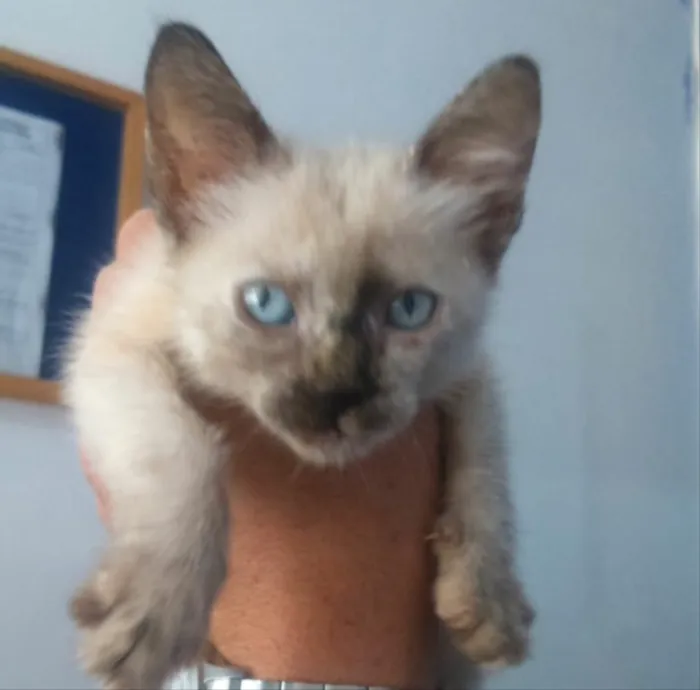 Gato ra a SRD idade 2 a 6 meses nome Sofia 