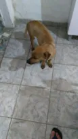 Pipoca