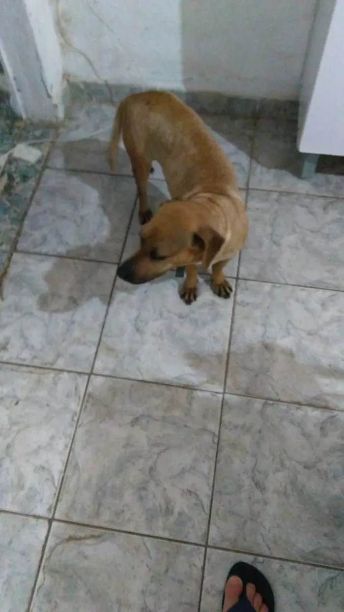 Cachorro ra a Salchichaõ idade 1 ano nome Pipoca