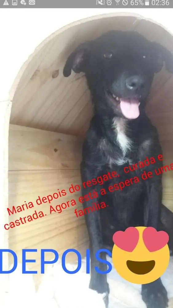 Cachorro ra a Srd idade 1 ano nome Nega
