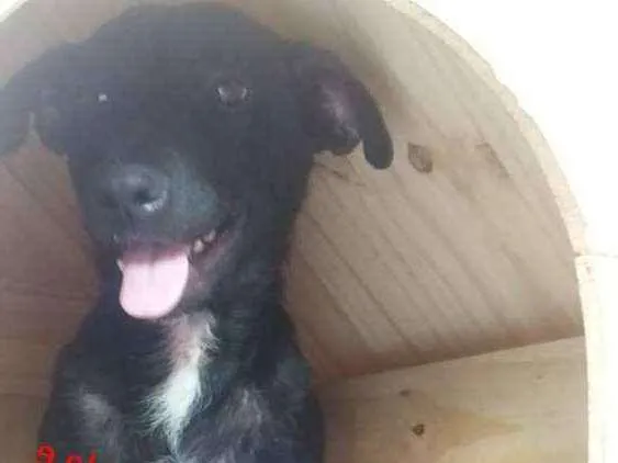 Cachorro ra a Srd idade 1 ano nome Nega