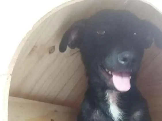 Cachorro ra a Srd idade 1 ano nome Nega