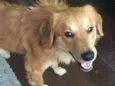 Tico