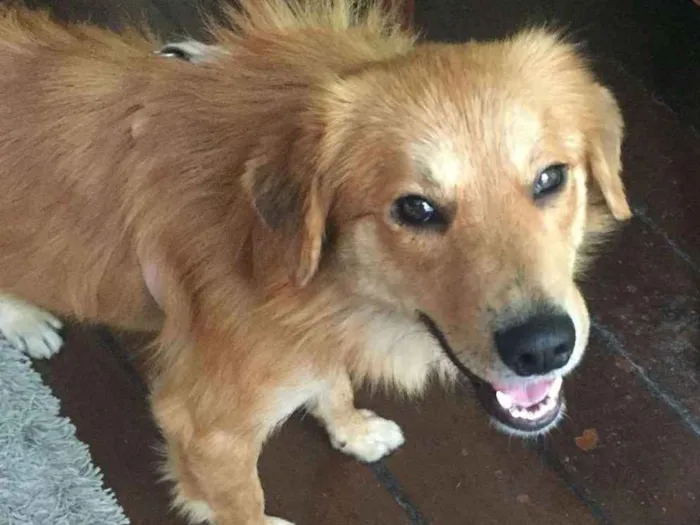 Cachorro ra a Srd idade 1 ano nome Tico