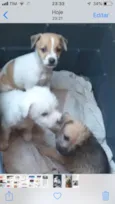 Pingo e irmãos 