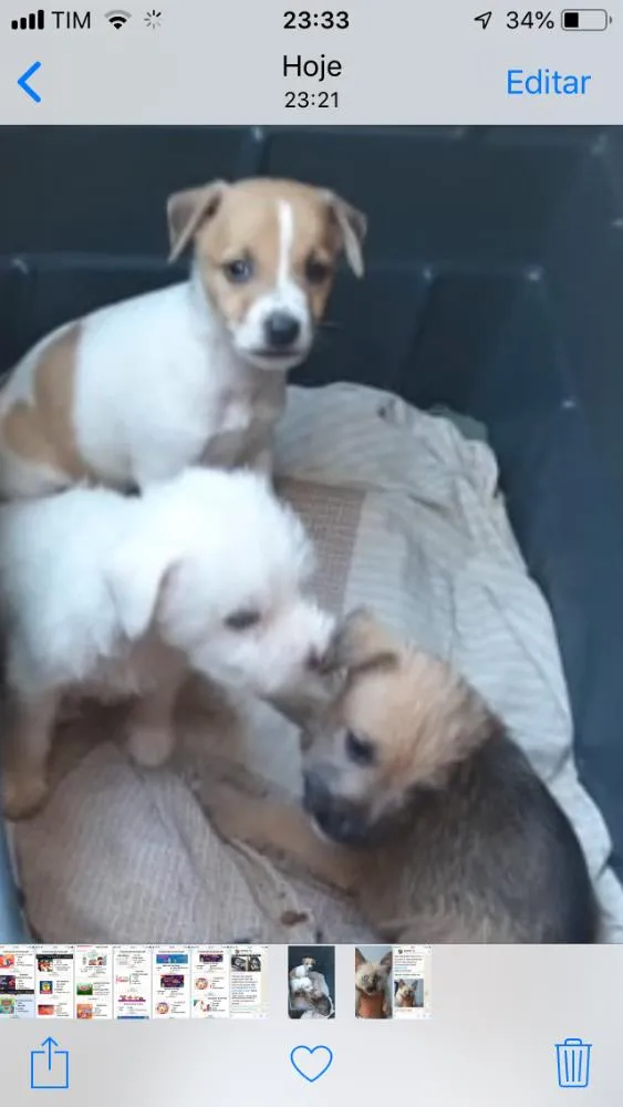 Cachorro ra a SRD idade 2 a 6 meses nome Pingo e irmãos 
