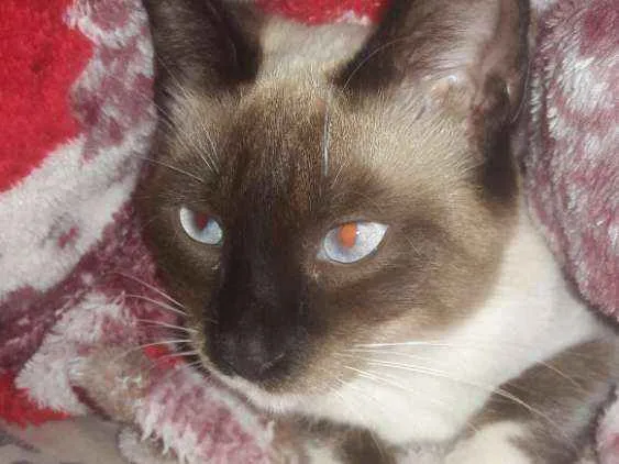 Gato raça Siamês idade 1 ano nome Emma