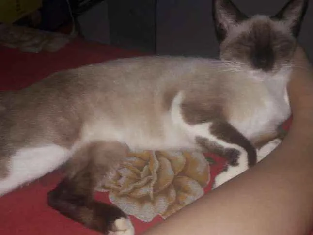 Gato raça Siamês idade 1 ano nome Emma