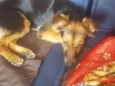 Mili