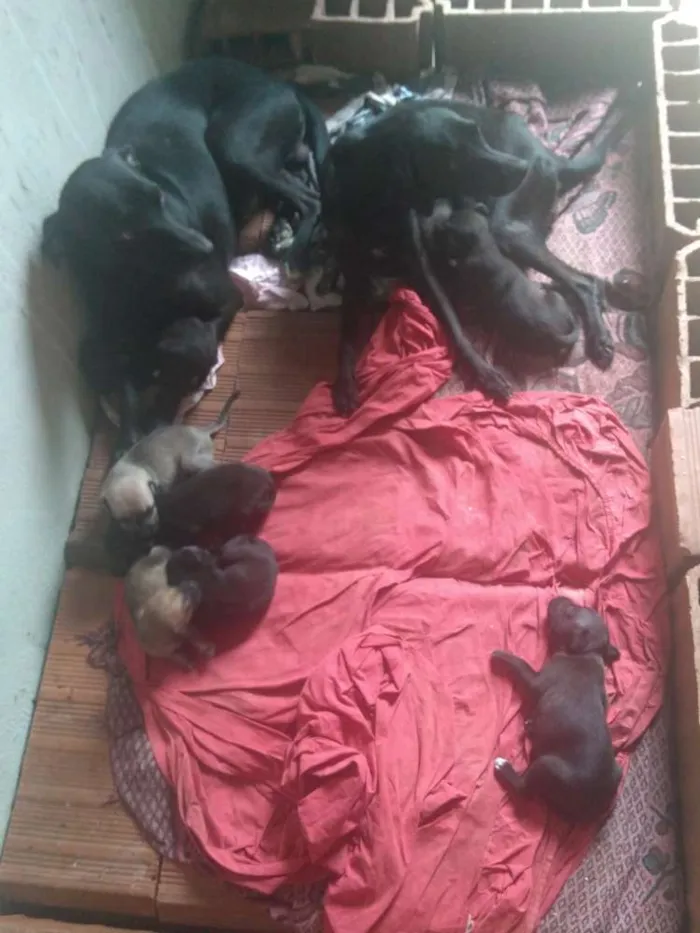 Cachorro raça Vira lata idade 2 a 6 meses nome Dog