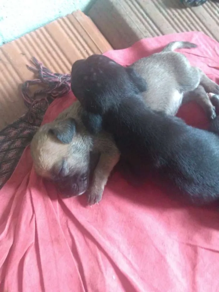 Cachorro raça Vira lata idade 2 a 6 meses nome Dog