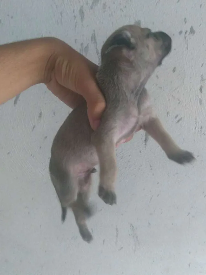 Cachorro raça Vira lata idade 2 a 6 meses nome Dog