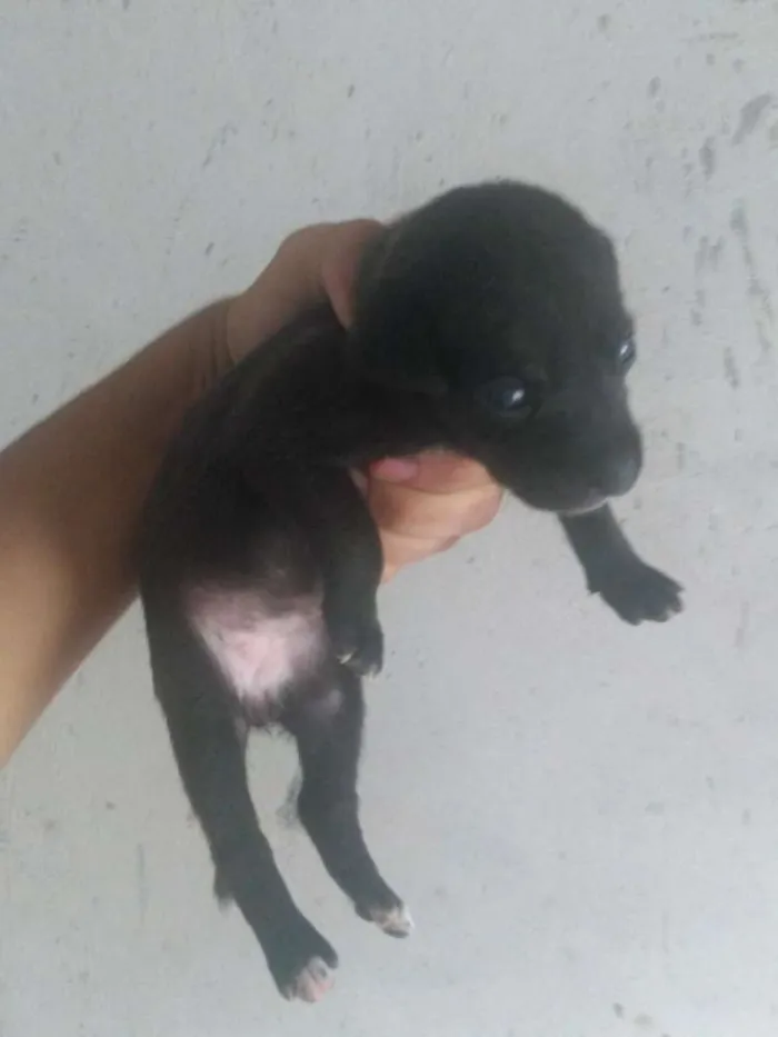 Cachorro raça Vira lata idade 2 a 6 meses nome Dog