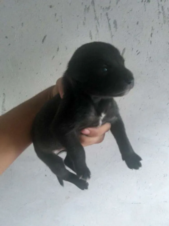 Cachorro raça Vira lata idade 2 a 6 meses nome Dog