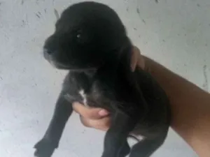 Cachorro raça Vira lata idade 2 a 6 meses nome Dog