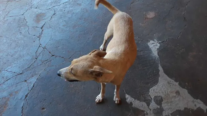 Cachorro ra a Raça não definida idade 3 anos nome Chely