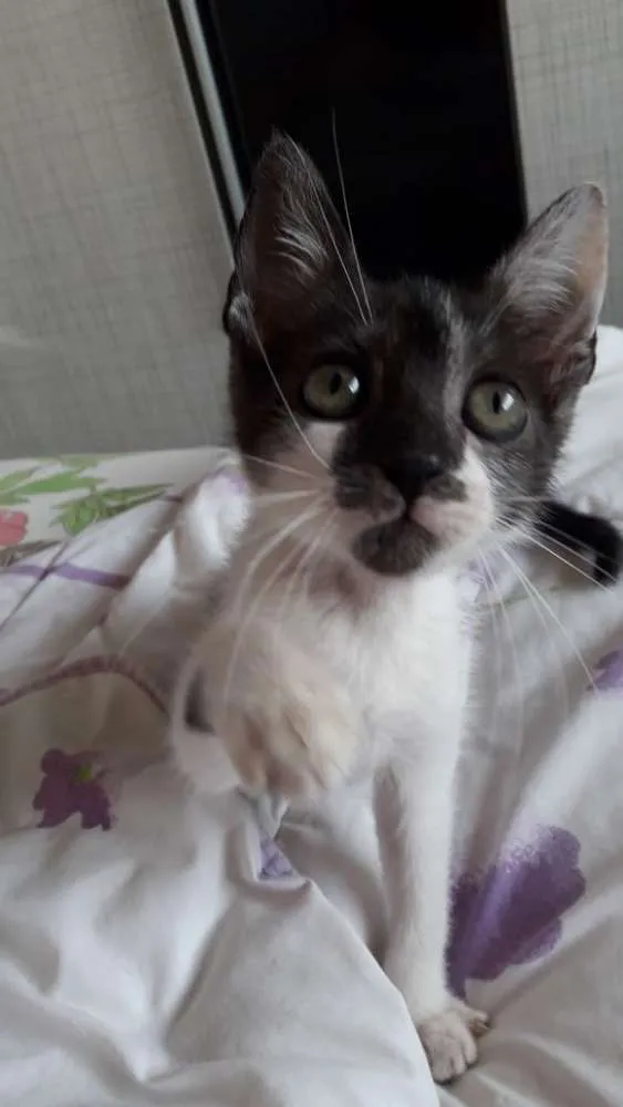 Gato ra a Vira lata  idade 2 a 6 meses nome Theo 