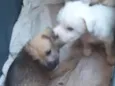 Pingo e irmãos 