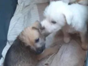 Cachorro raça SRD idade 2 a 6 meses nome Pingo e irmãos 