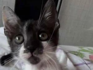 Gato raça Vira lata  idade 2 a 6 meses nome Theo 