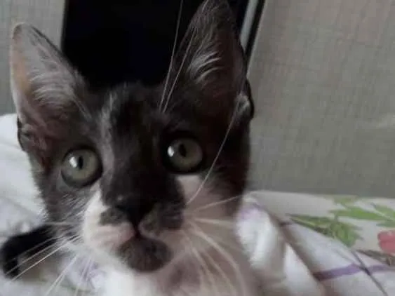Gato ra a Vira lata  idade 2 a 6 meses nome Theo 
