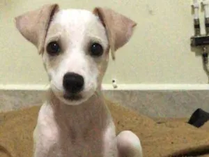 Cachorro raça SRD idade 2 a 6 meses nome Tobi