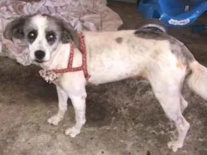 Cachorro raça Sem raça definida  idade 5 anos nome Catarina