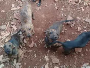 Cachorro raça Comum idade 2 a 6 meses nome Lillo