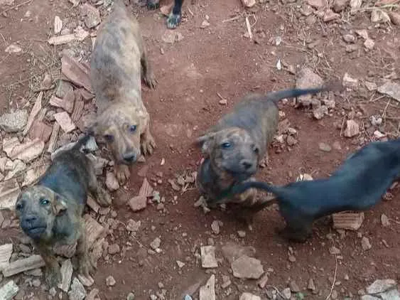 Cachorro ra a Comum idade 2 a 6 meses nome Lillo