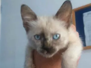 Gato raça SRD idade 2 a 6 meses nome Sofia 